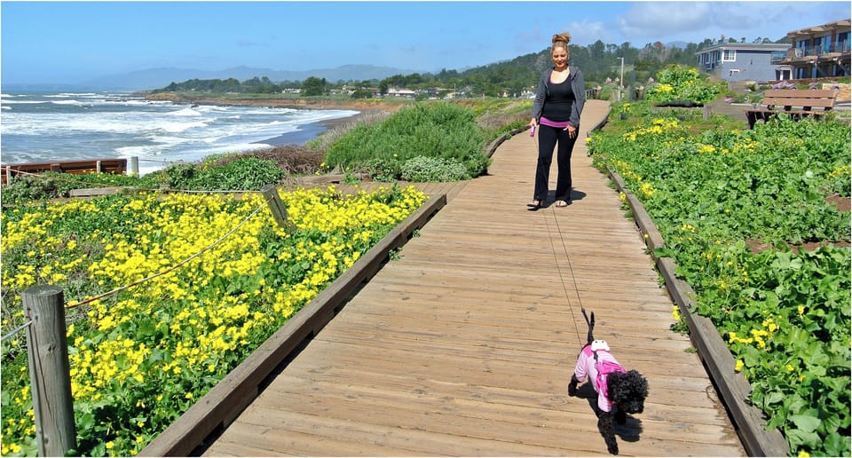 My girl Oreo and I on  sunny breezy day walking the boardwalk at Moonstone beach