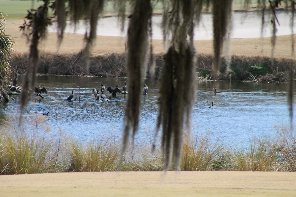 Bird nesting area - close up. view from villa
