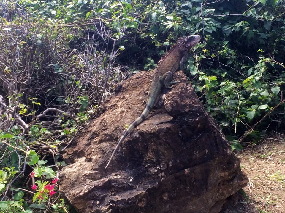 Nature Trail Wildlife.