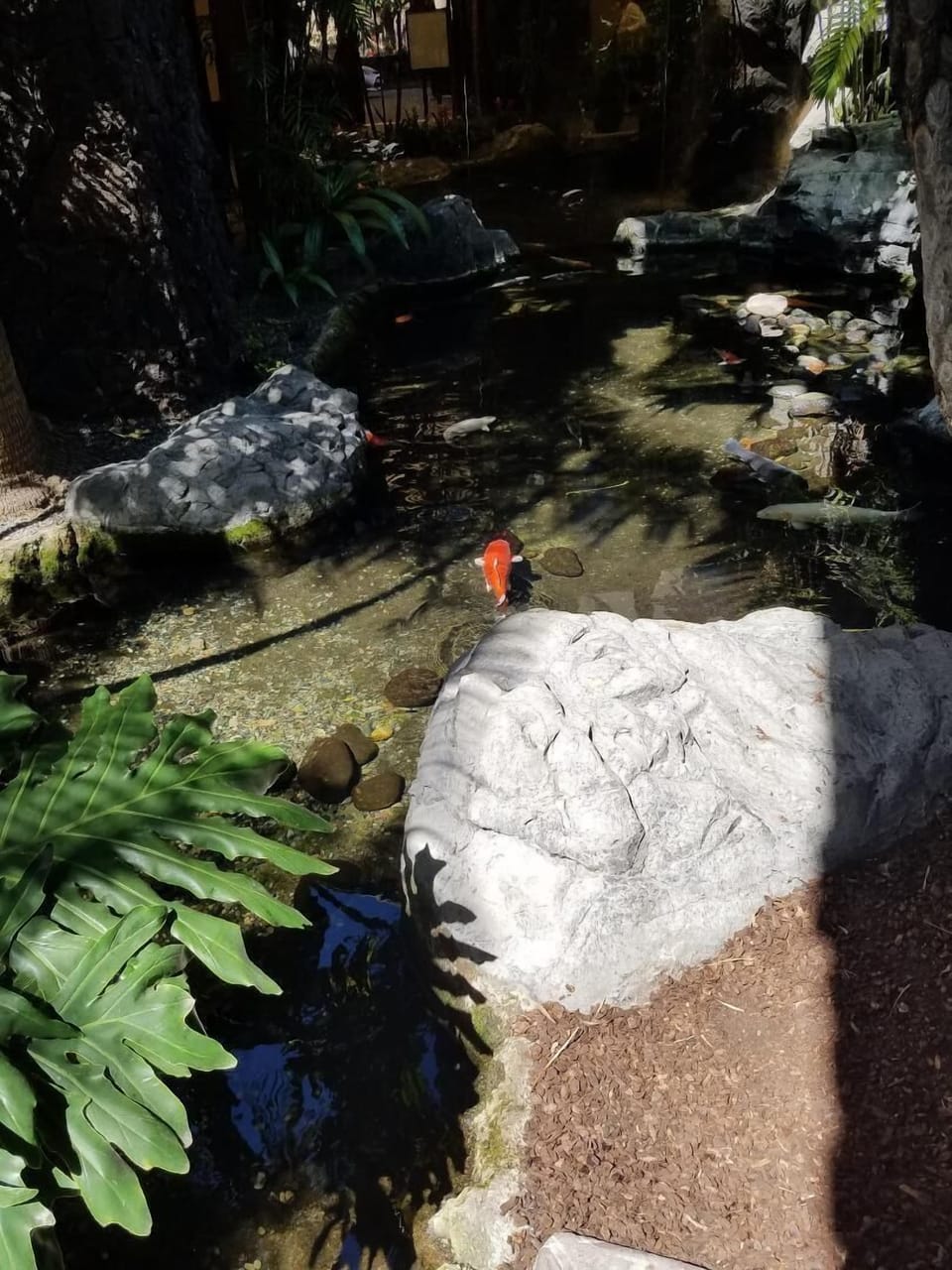 Hotel Fish Pond