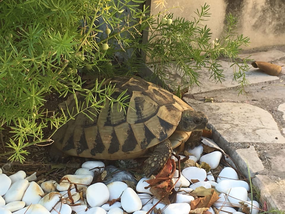 One of many tortoises in the garden - love "showers" and small-cut veggies