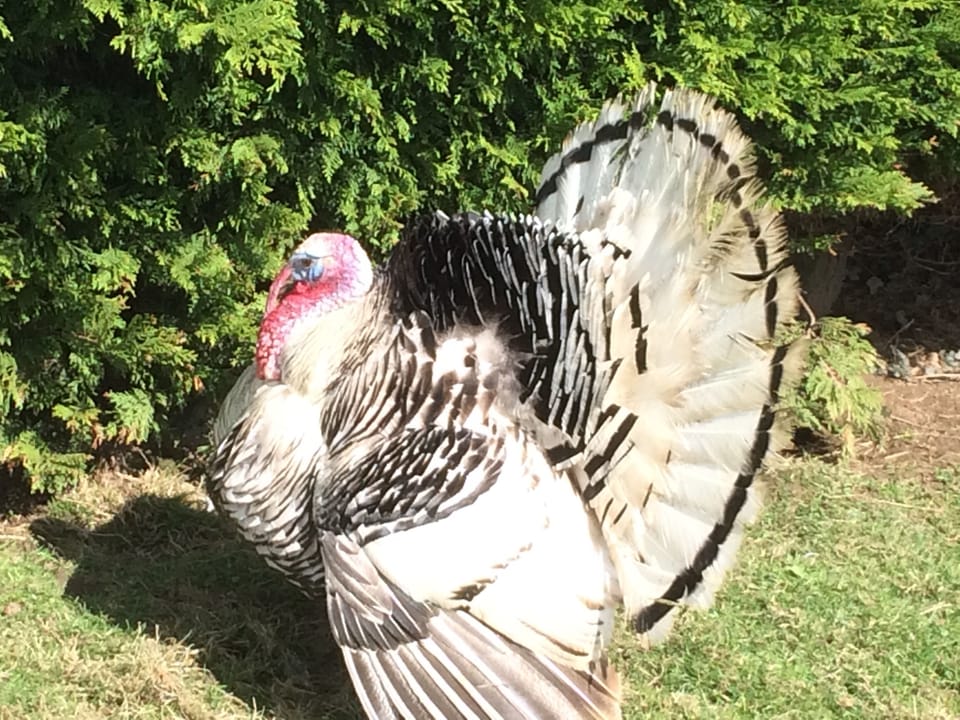 Albert our Royal Palm Turkey