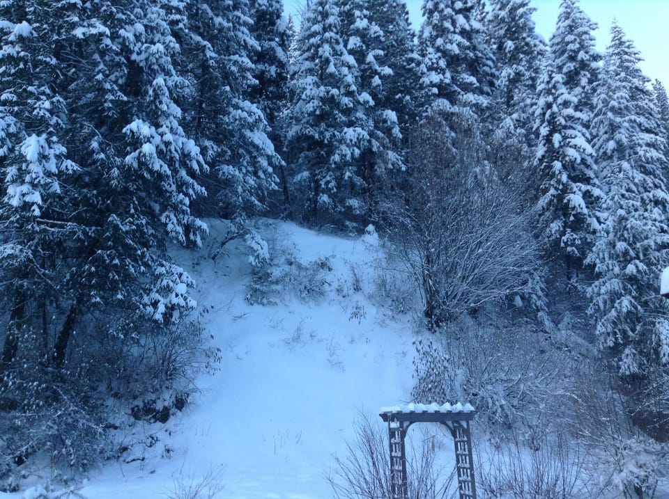 Snow in the evergreens in the winter