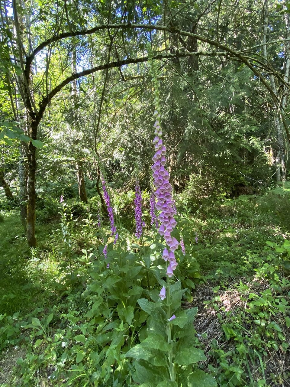foxglove blooming in the summer