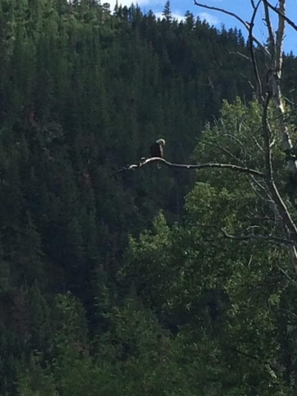 Eagle from the back yard