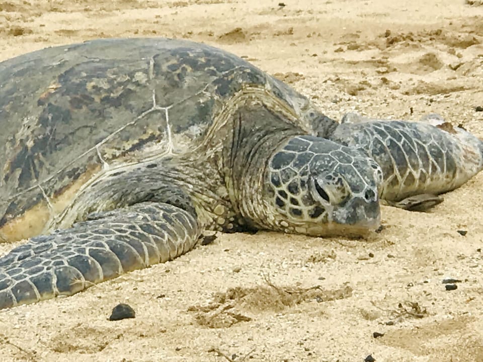 Turtle