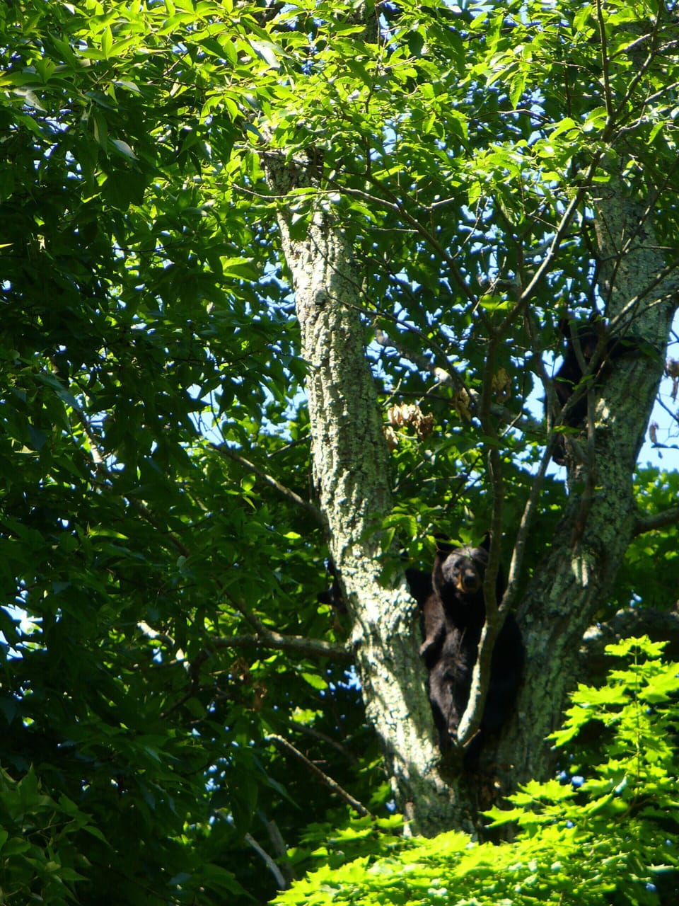 Black Bear and two cubs up a tree!