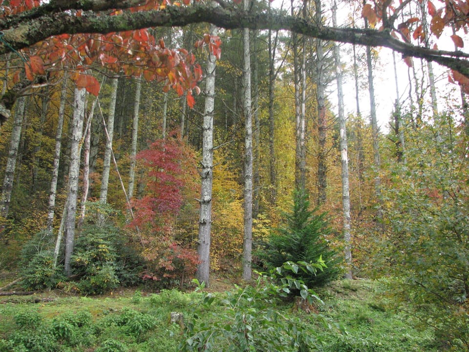 Most popular time is the fall with colors galore