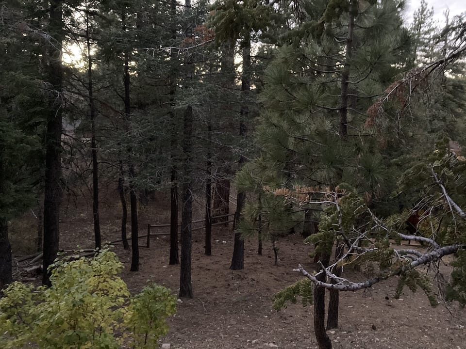forest walk