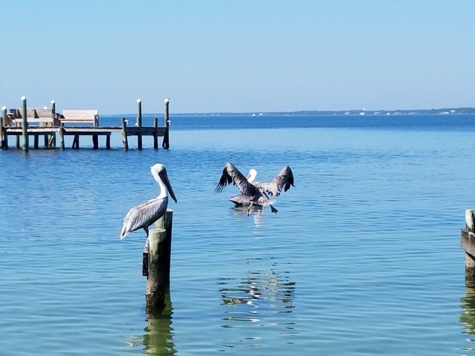 pelicans on the bay across the street
