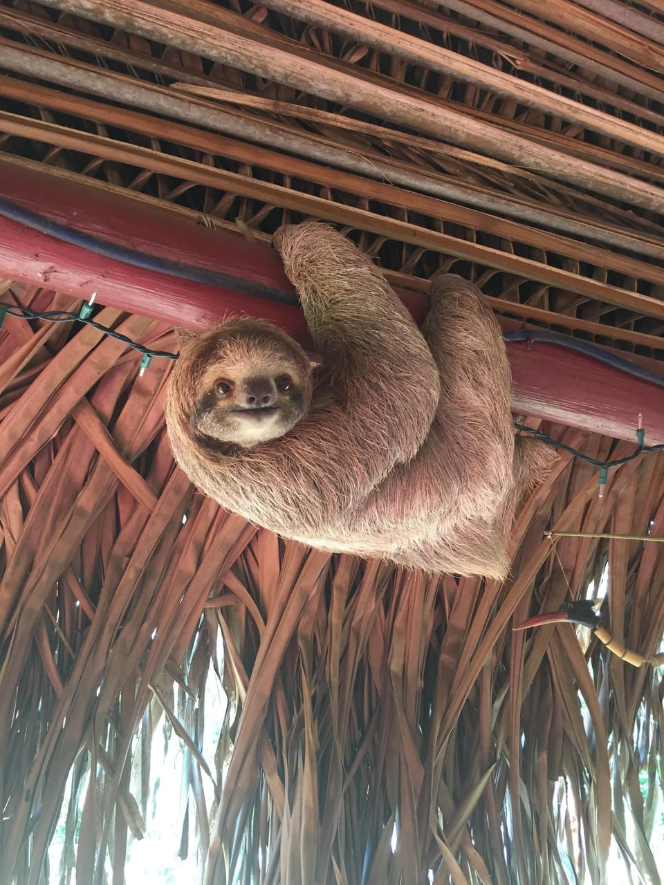 Smiley the Sloth hanging out in our rancho,, so cool!!! 