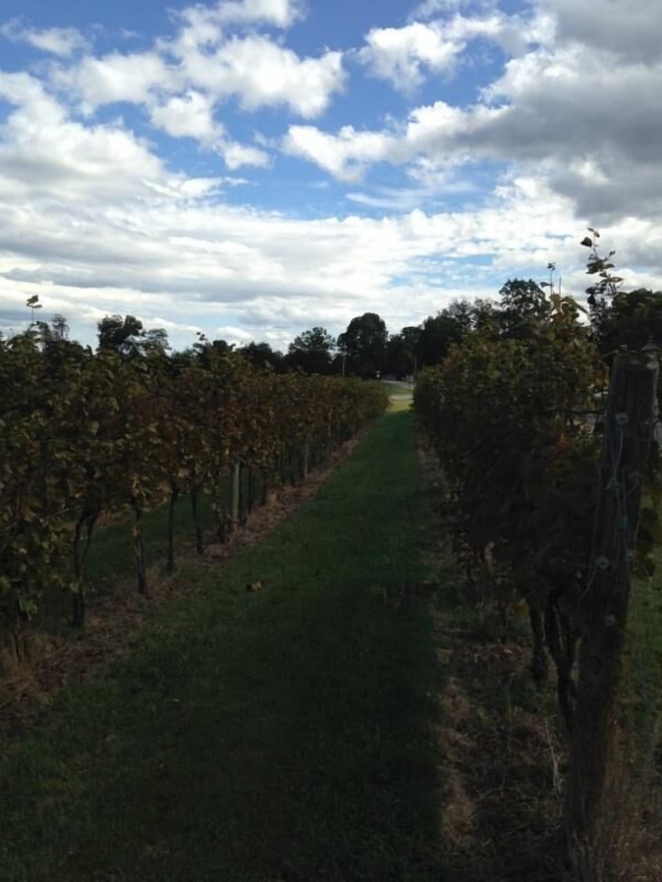 'Good wine is a necessity of life for me' - Thomas Jefferson