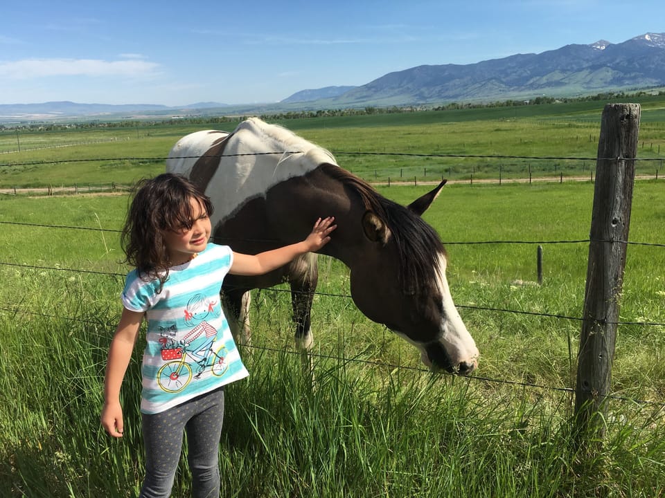Our pastures welcome guests to pet and feed the horses.