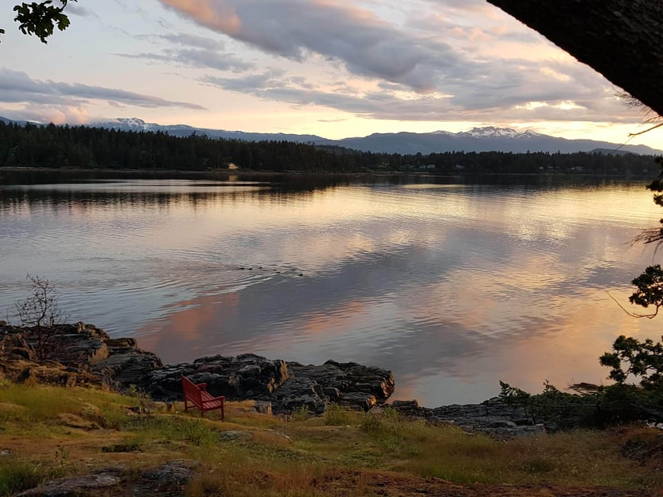 Dozens of sealions pass in front of Cabin every day October-April. 
