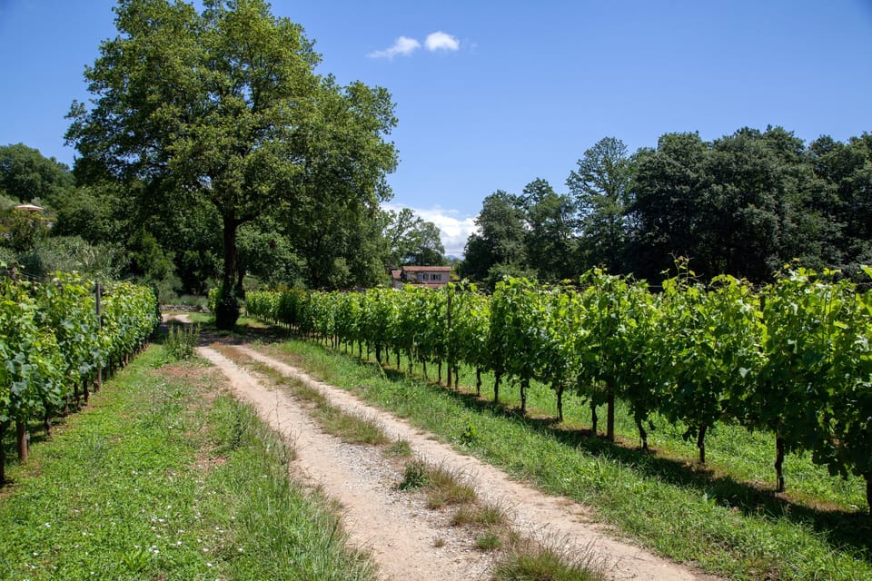 PiandellaChiesa-Farmhouse-Bio-Wine-Winetasting-Google-Guests-Holiday-Relax-Tourism X