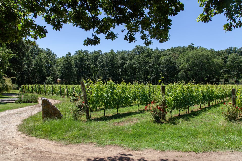 PiandellaChiesa-Farmhouse-Bio-Wine-Winetasting-Google-Guests-Holiday-Relax-Winetastings X