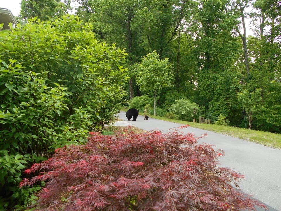 Mama & cub, 2018
