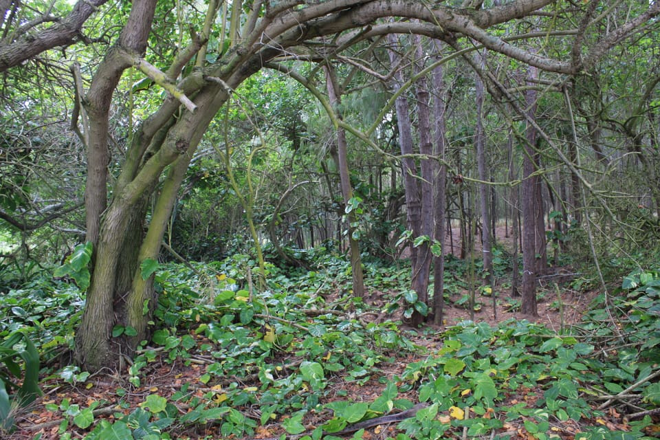 Miles of great walking/ hiking trails on the resort grounds