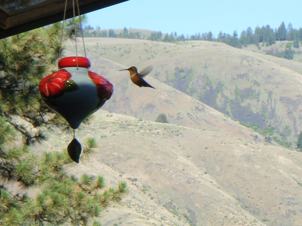 A frequent traveler to the lodge enjoys the view and the sweet nectar.