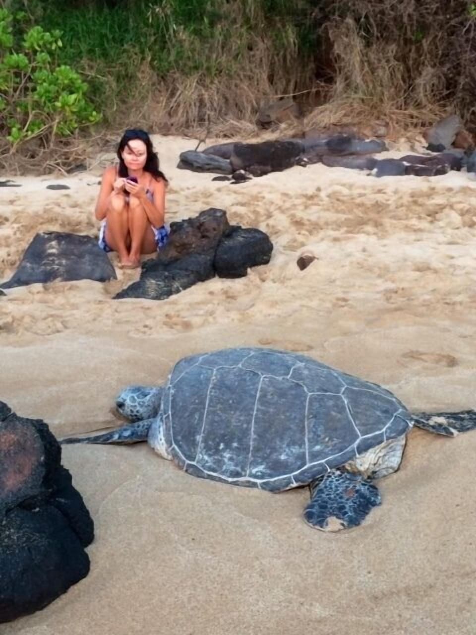 sea turtles come ashore on our beach daily 