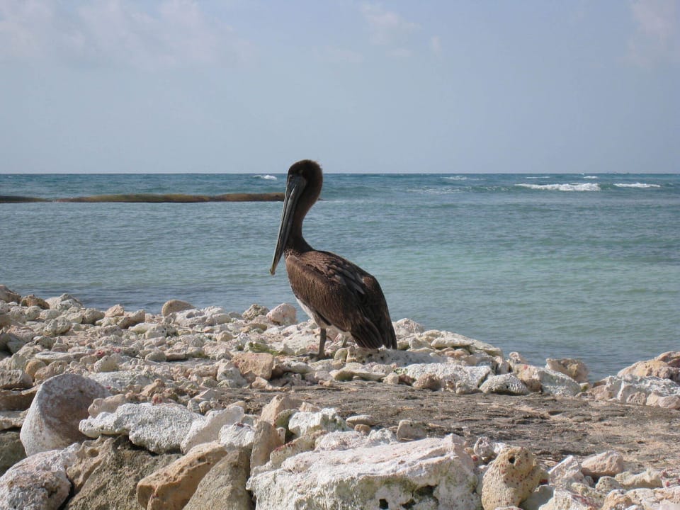 A friendly Pelican!