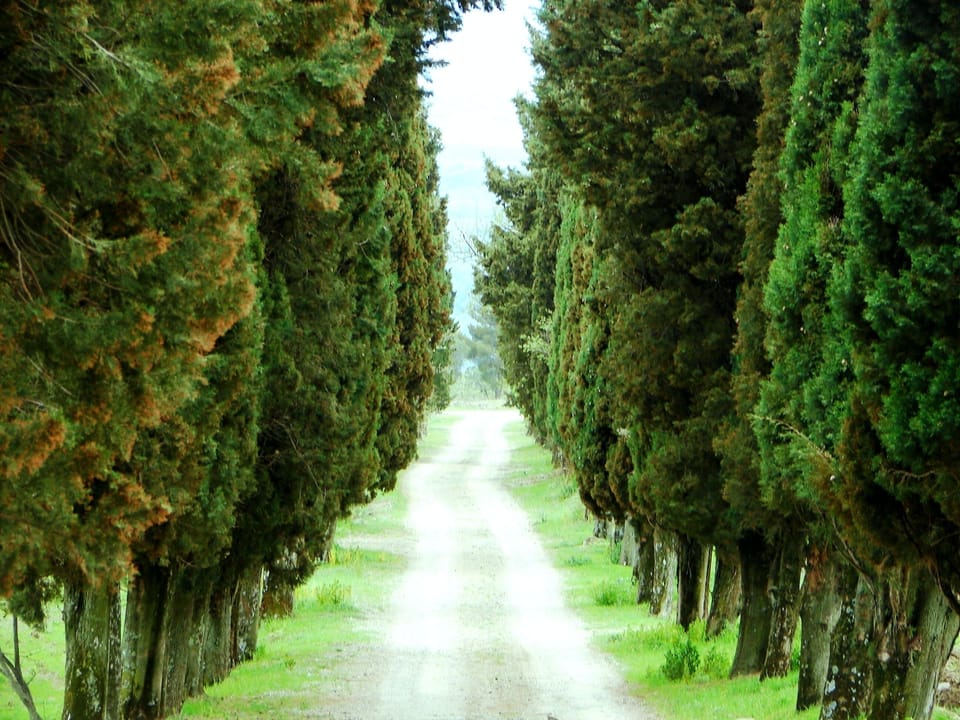 cypress avenue 