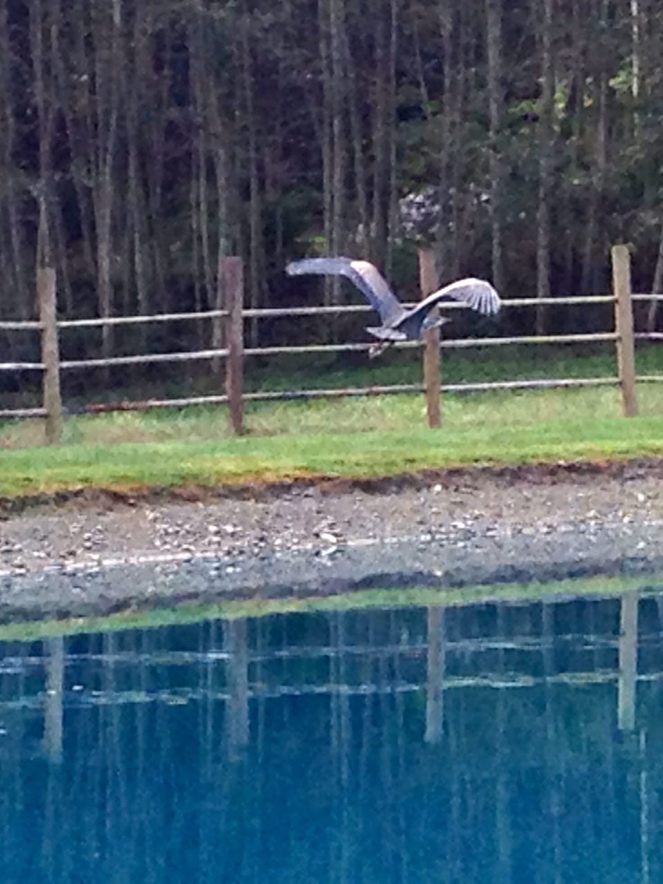 A great blue heron taking off from the pond.