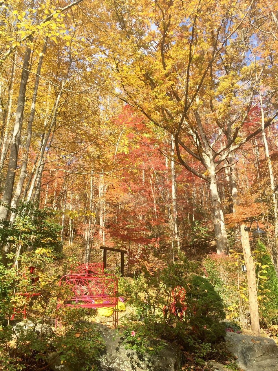 Enjoy the beauty of Fall.