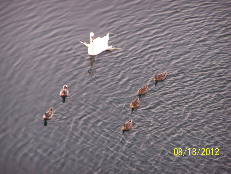 Pond below our balcony with ducks, fish, turtles, etc.