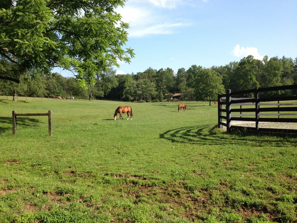 ~Pasture view with horses~