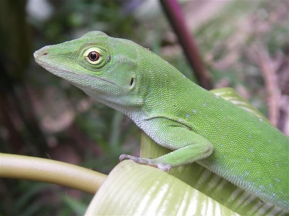 Green Anole 