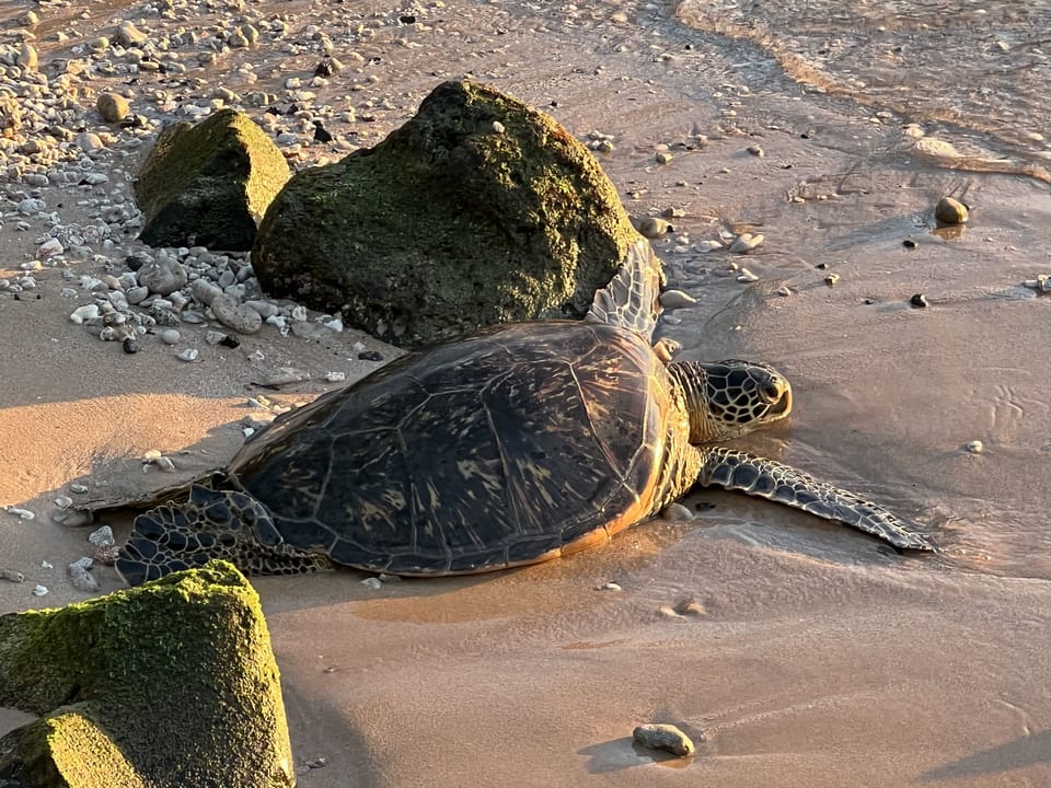 And the turtles come daily to rest on the nearby shore