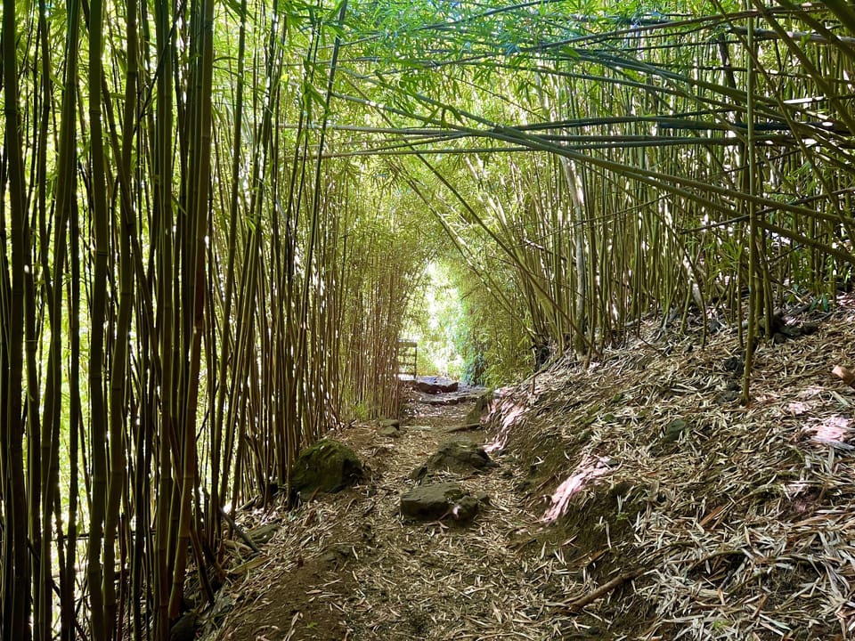 Or make the trip to Hana and walk along the bamboo paths