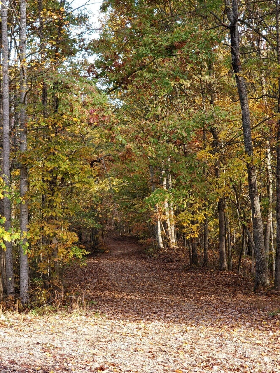 Road in front of cabin