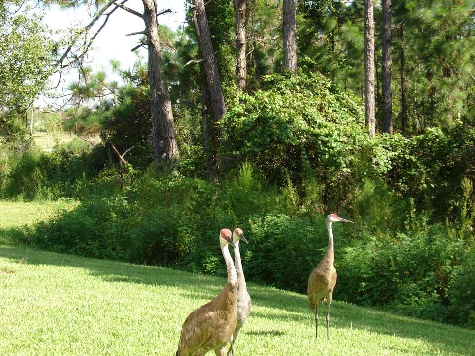 Sandhill cranes in conservation area.