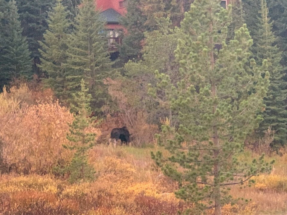 Bull Moose across the street from our home.