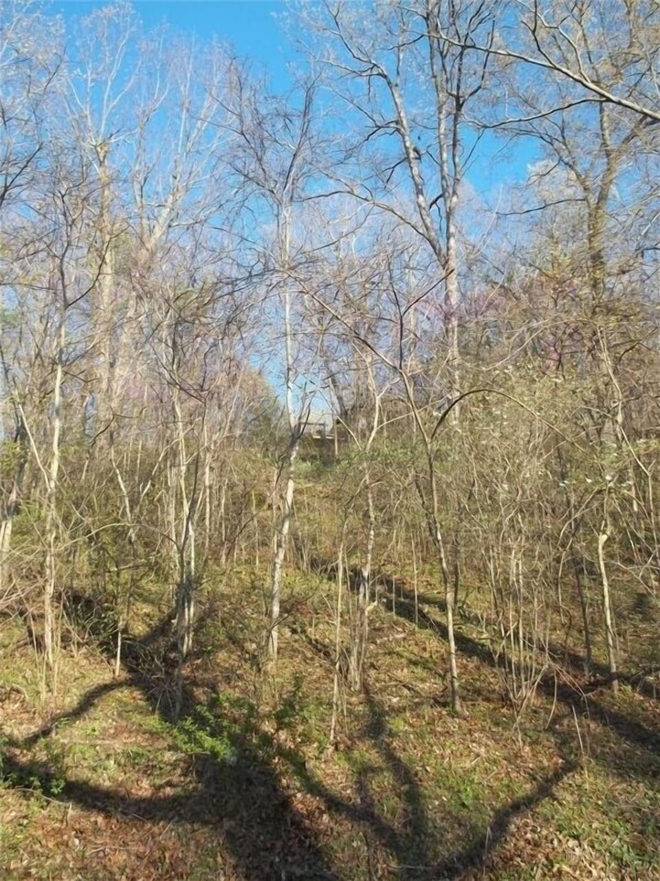 View from the river up to the cabin.