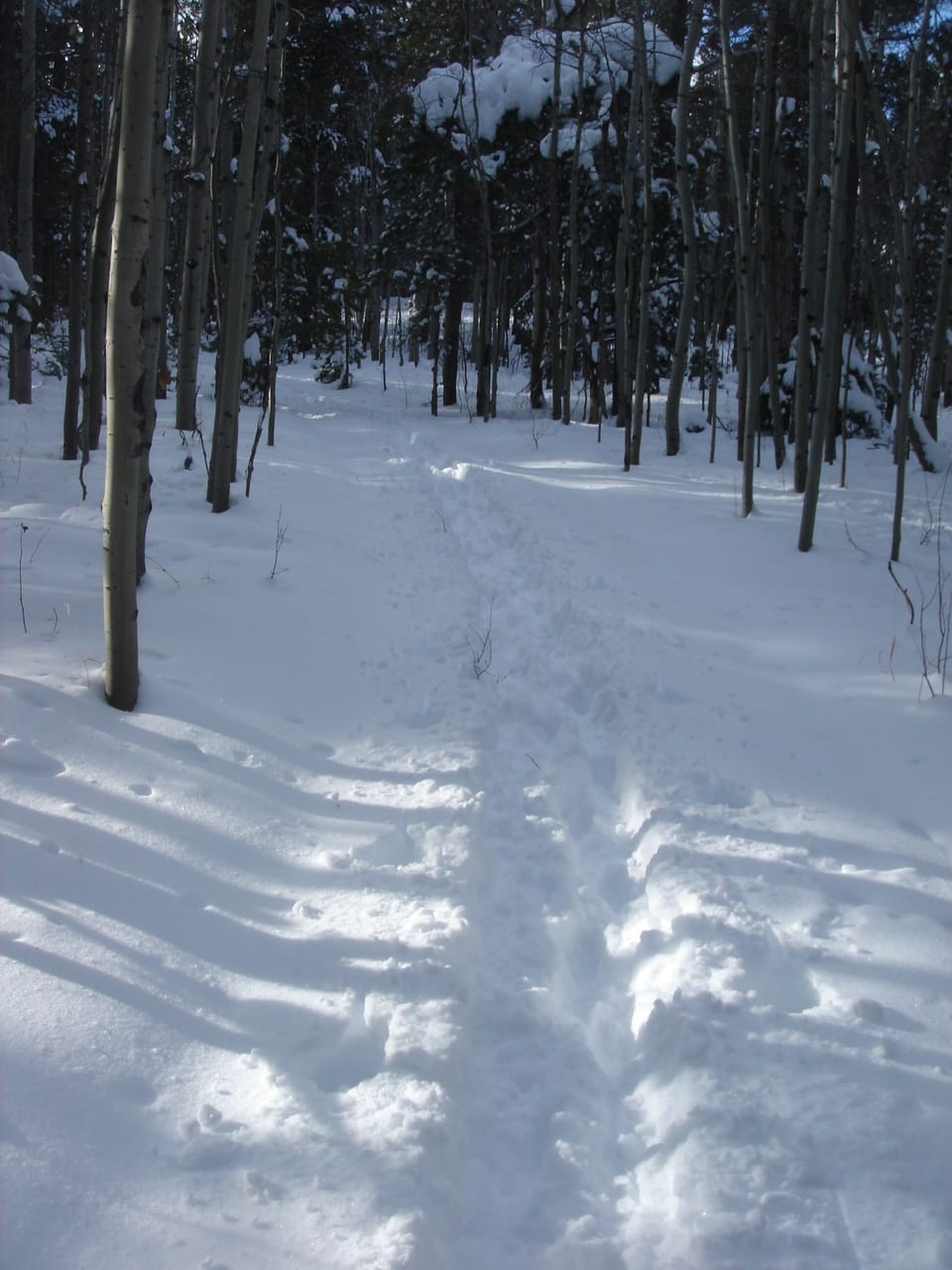 Cross-Country Skiing from the front door