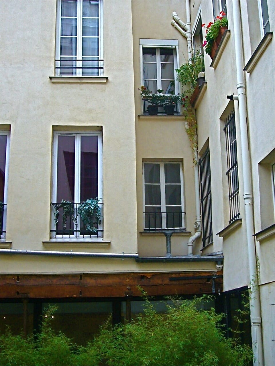 windows on the backyard
