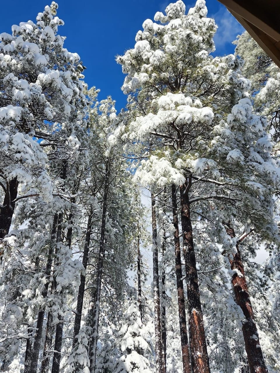 Things to do: Winter Wonderland at the cabin in Munds Park Az
