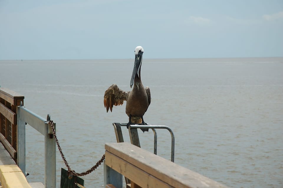 One of the locals waving hello.