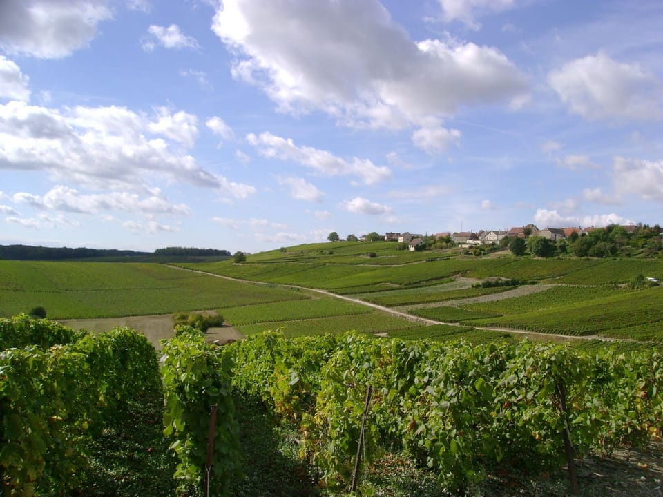 De belles promenades dans les vignes autour de Broyes 