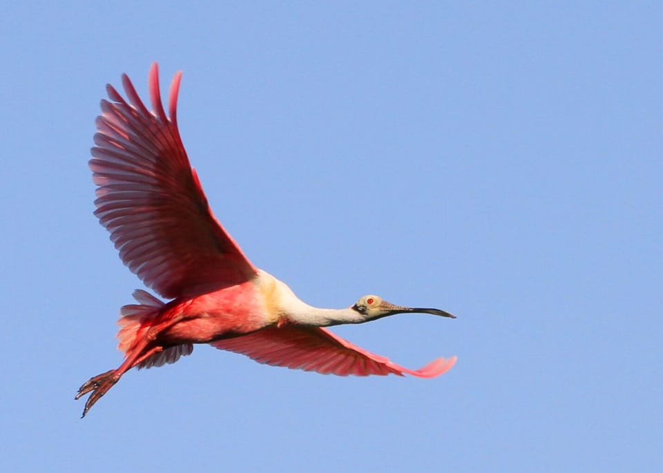 Port Aransas city bird-Roseate Spoonbill