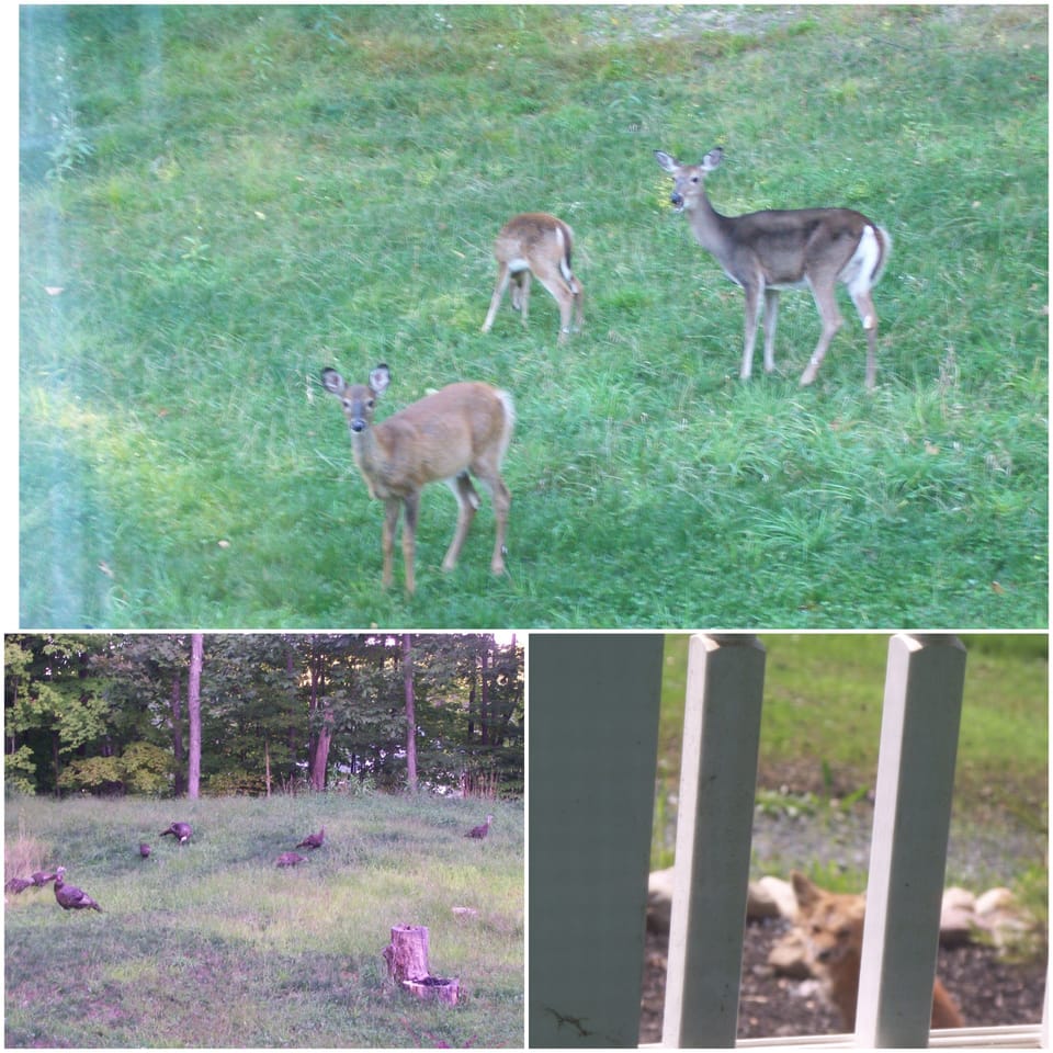 Dear, wild turkey, squirrels, chipmunks, are common. We also have foxes & bears.