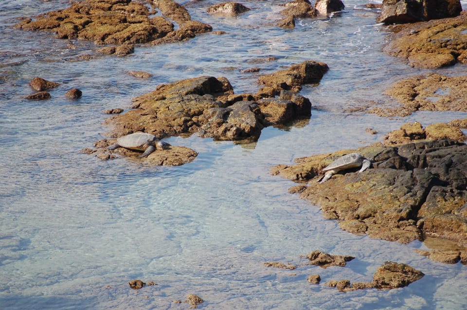 .watch the turtles from the lanai