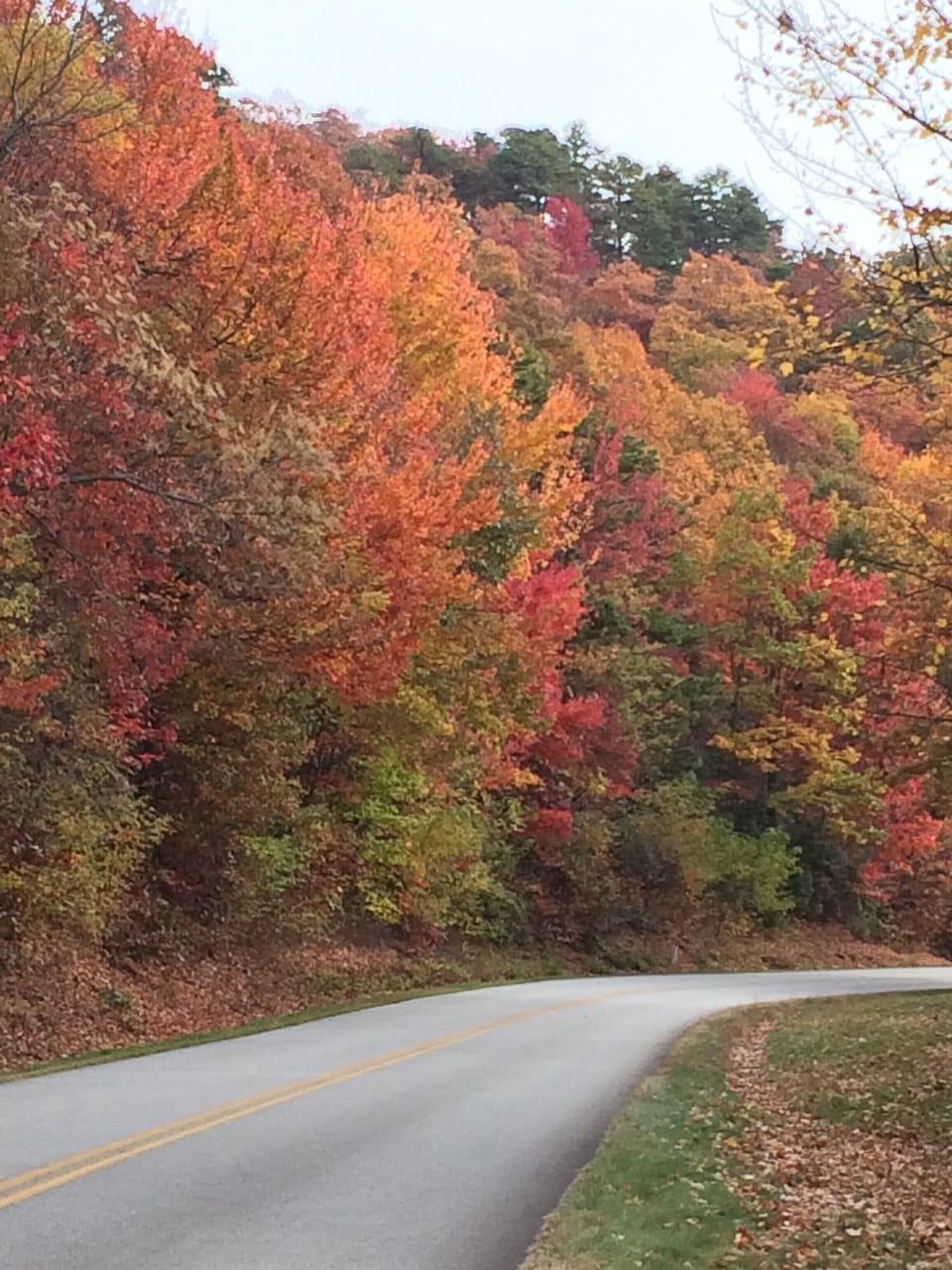 Fall color in the Blue Ridge Mountains, 4 miles from the cabin.