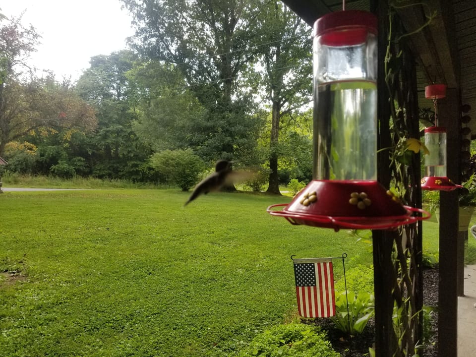 Enjoy visits by hummingbirds.