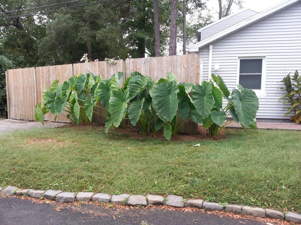 Front Yard