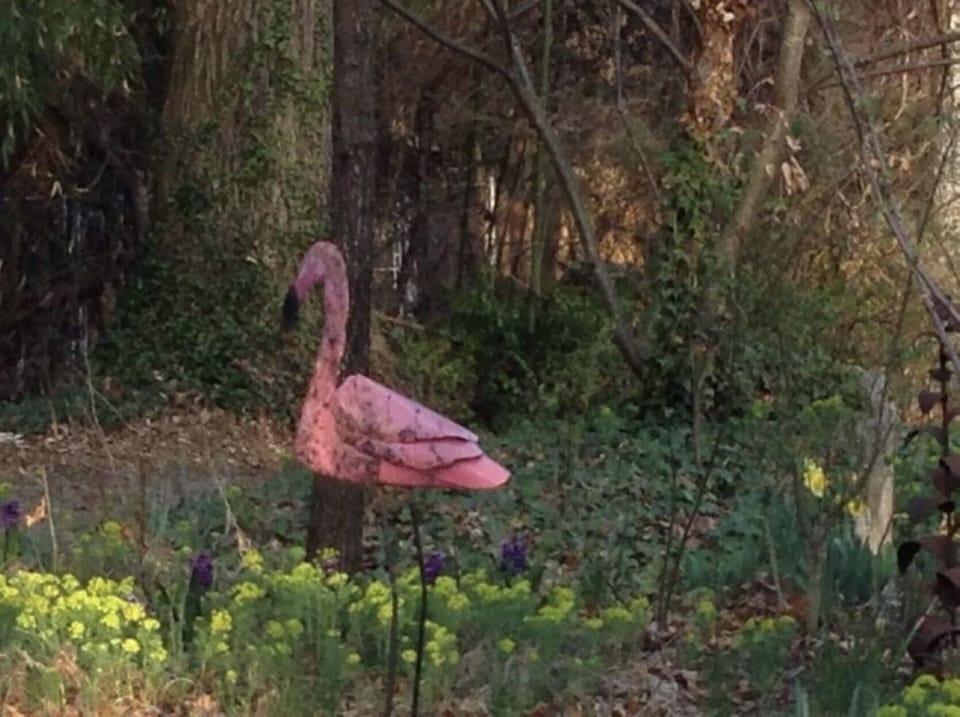 Feel like you are in the forest but less than a mile to downtown Asheville 