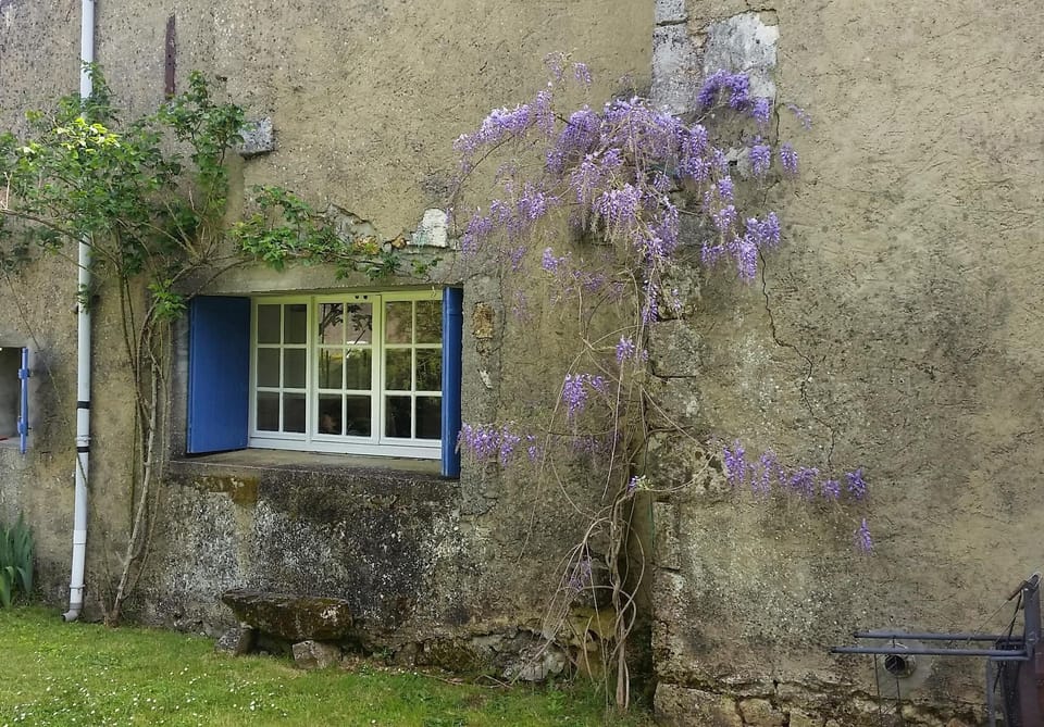 Wisteria by Kitchen window